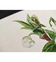 botanical-painting