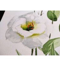 eustoma-painting