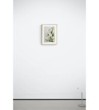 lisianthus-wall-art